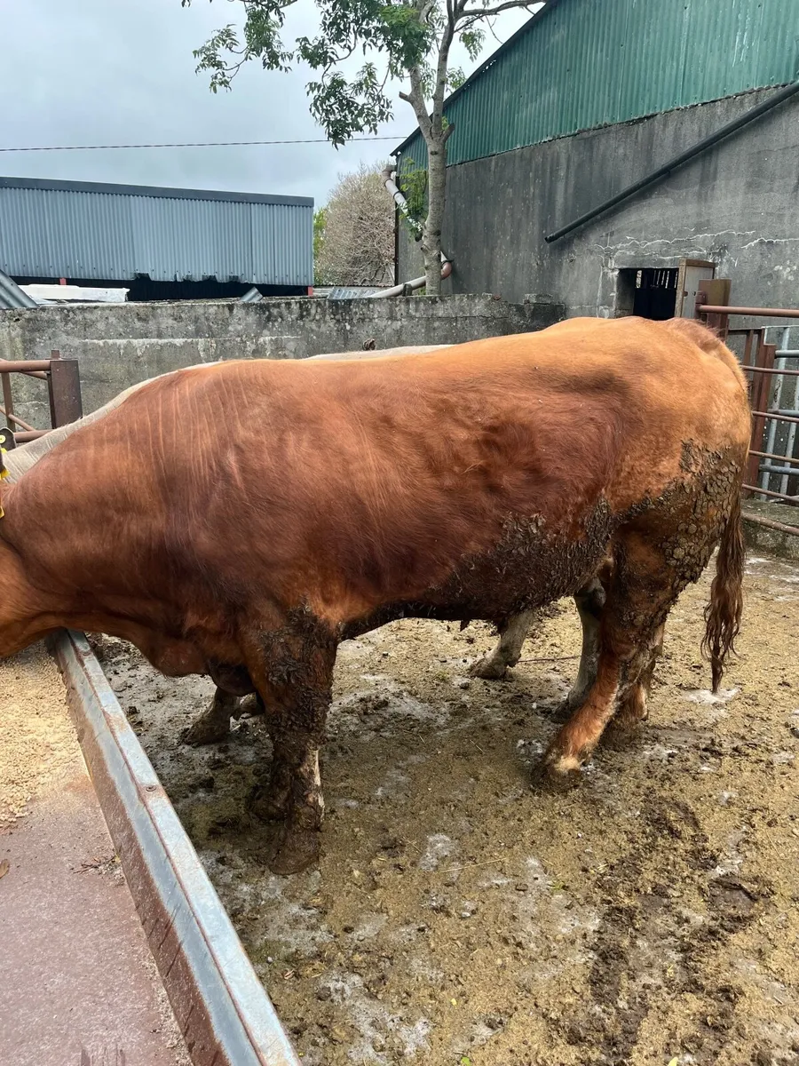 Bull - Image 4