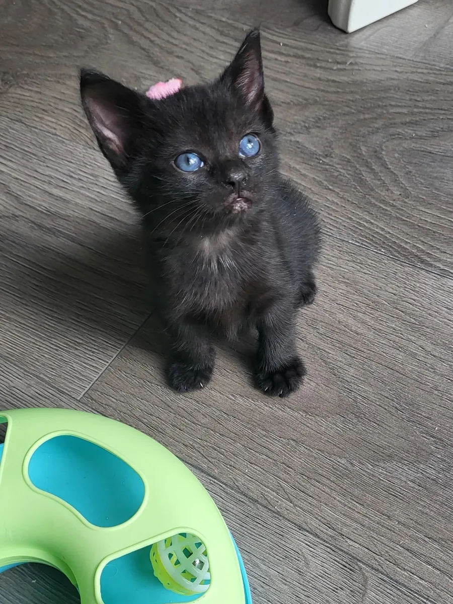 Very cute kittens - Image 1