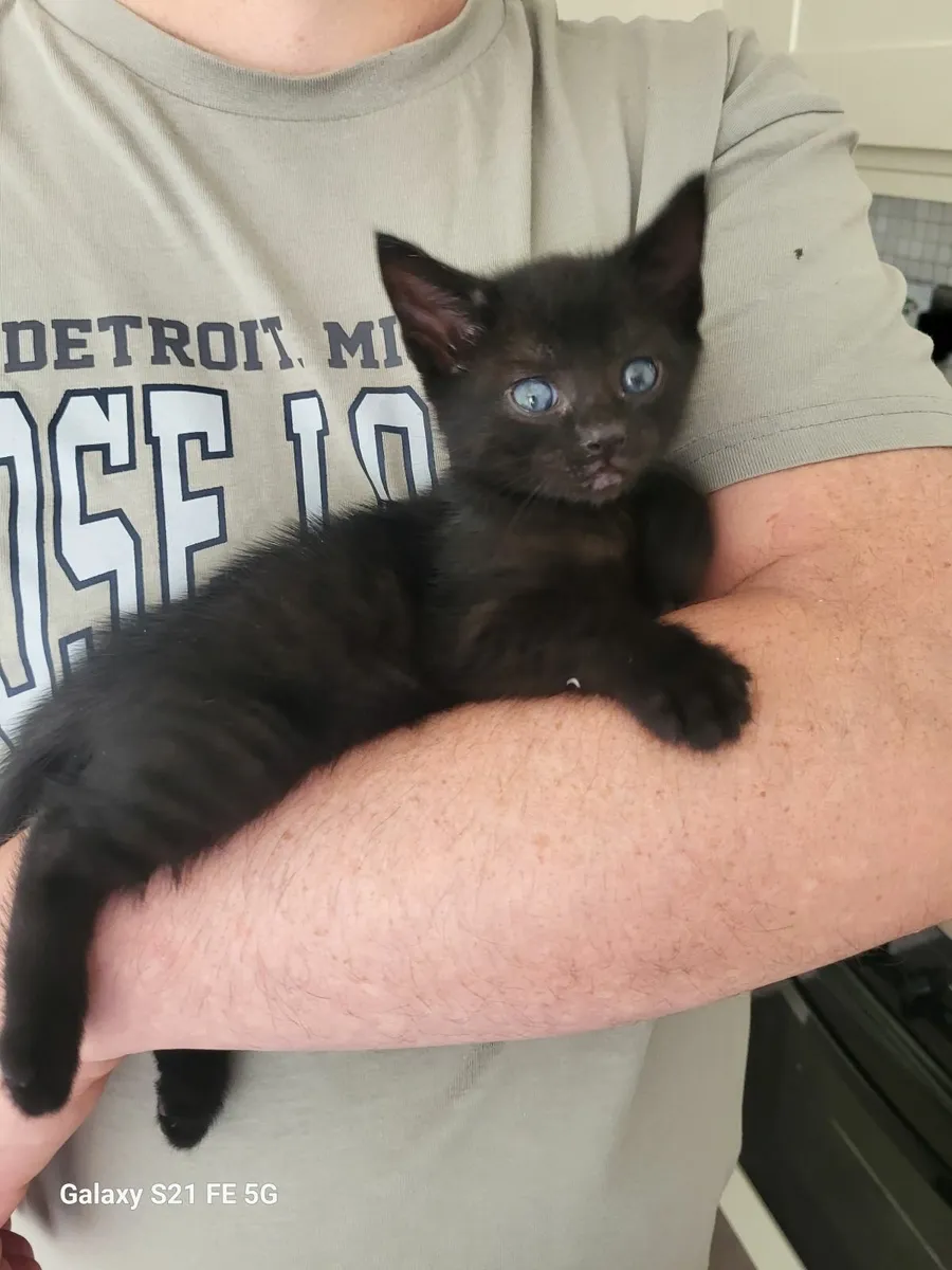 Very cute kittens - Image 2