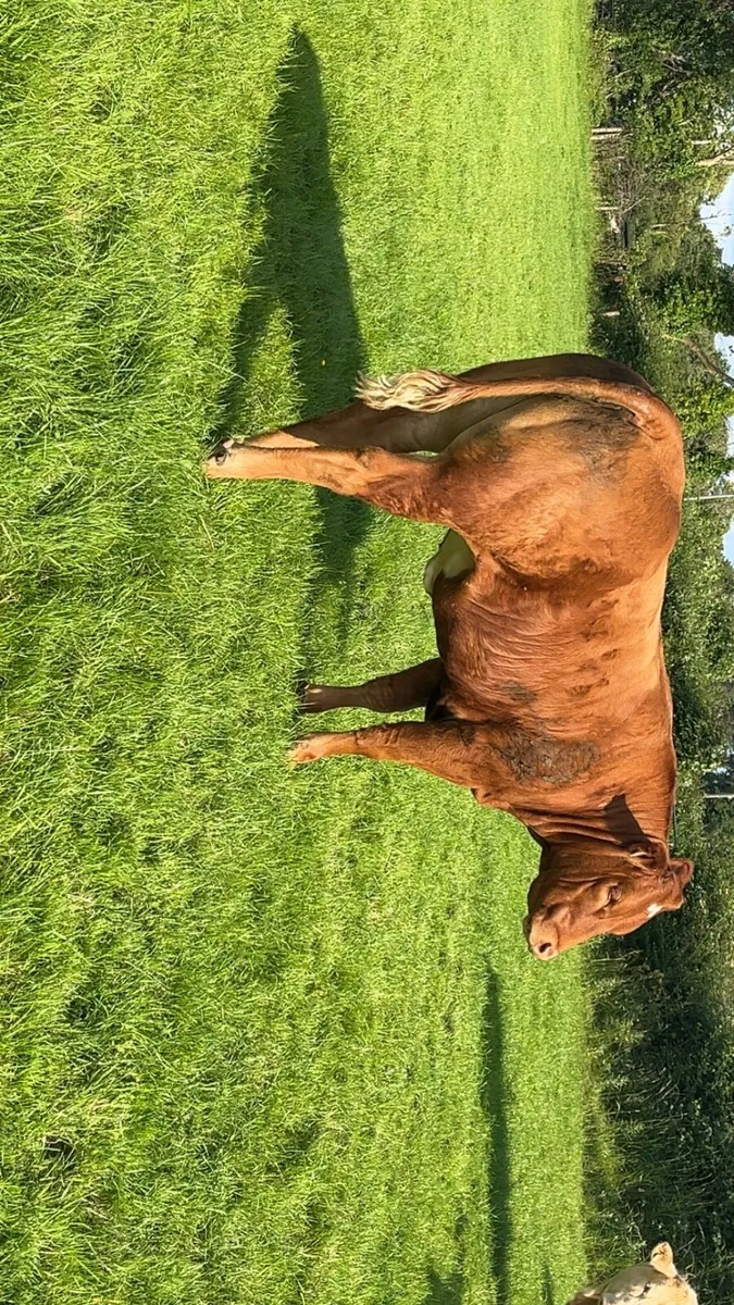 Super Heifers - Image 3