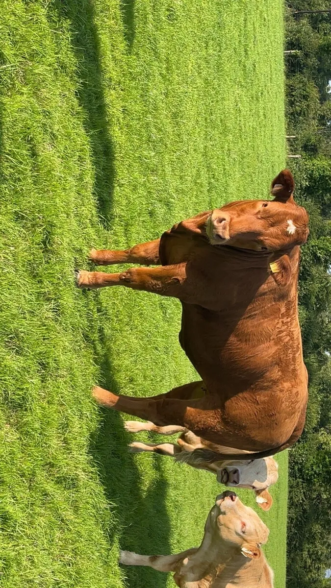 Super Heifers - Image 1