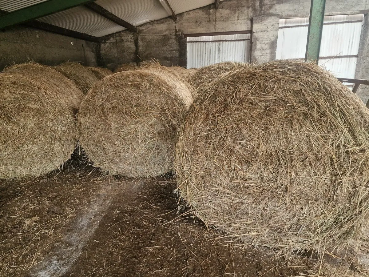 Bedding - Image 3
