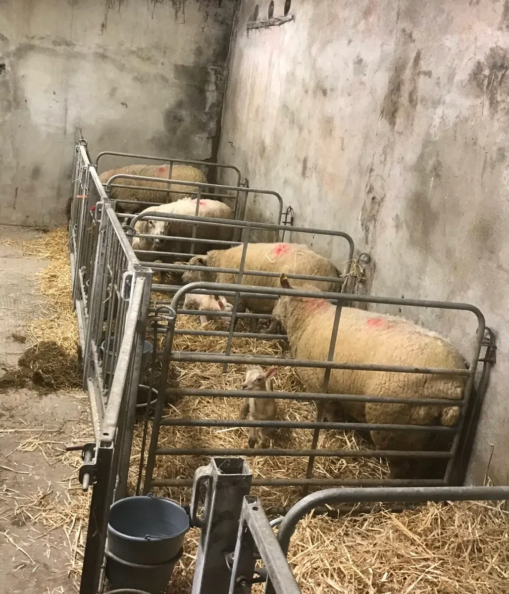 Sheep or calf pen gates and posts - Image 4