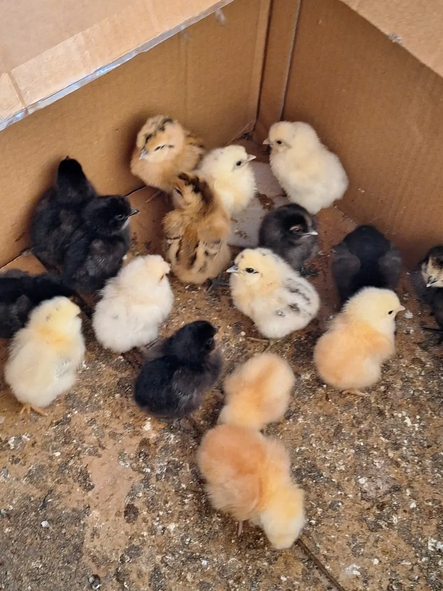 Chickens ducks - Image 1