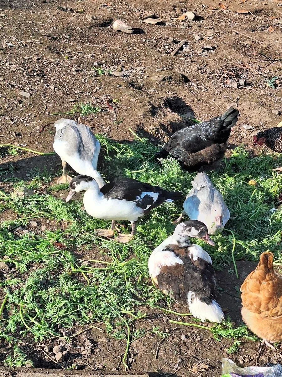Chickens ducks - Image 4