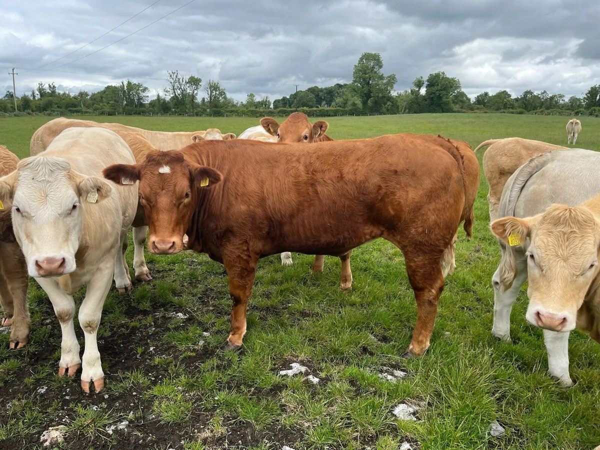 Super Heifers - Image 2