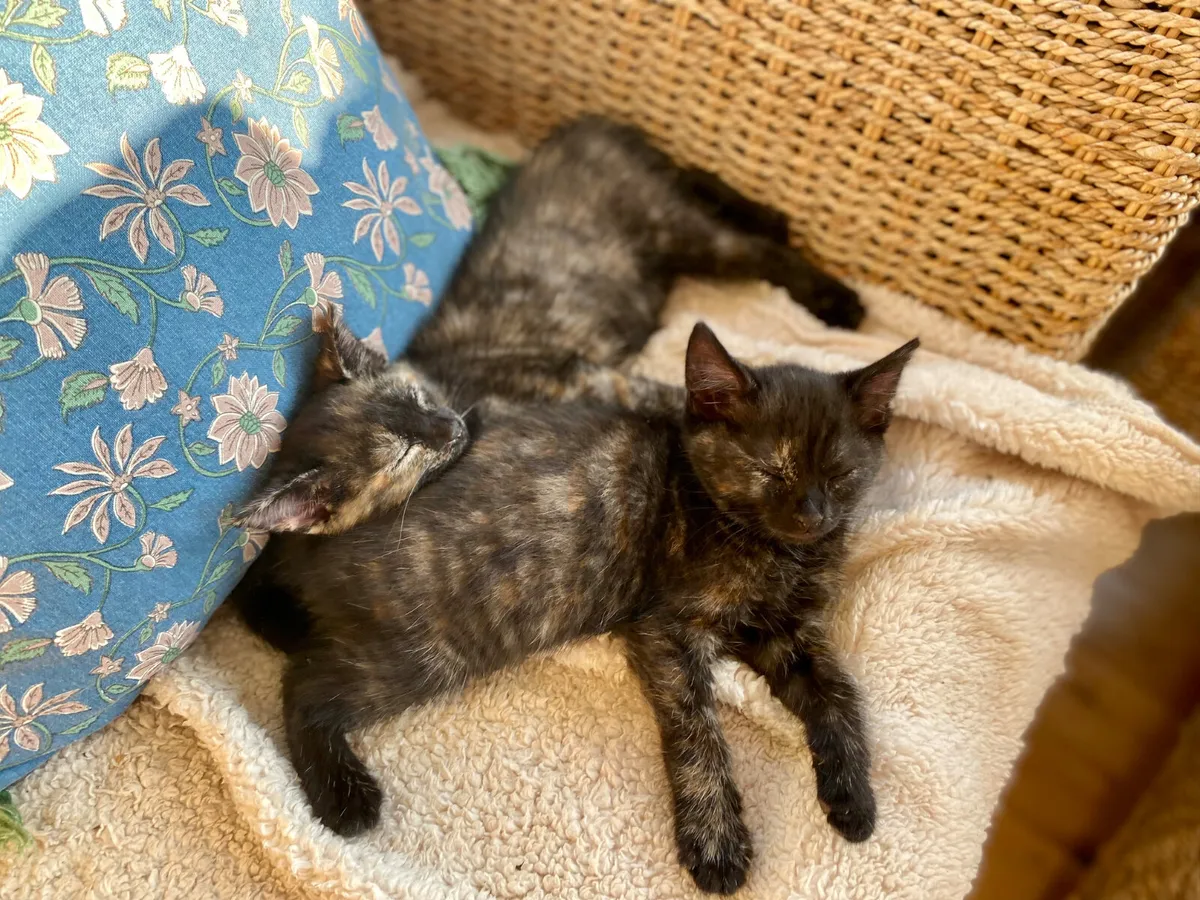 2 Champion Kittens - Image 2