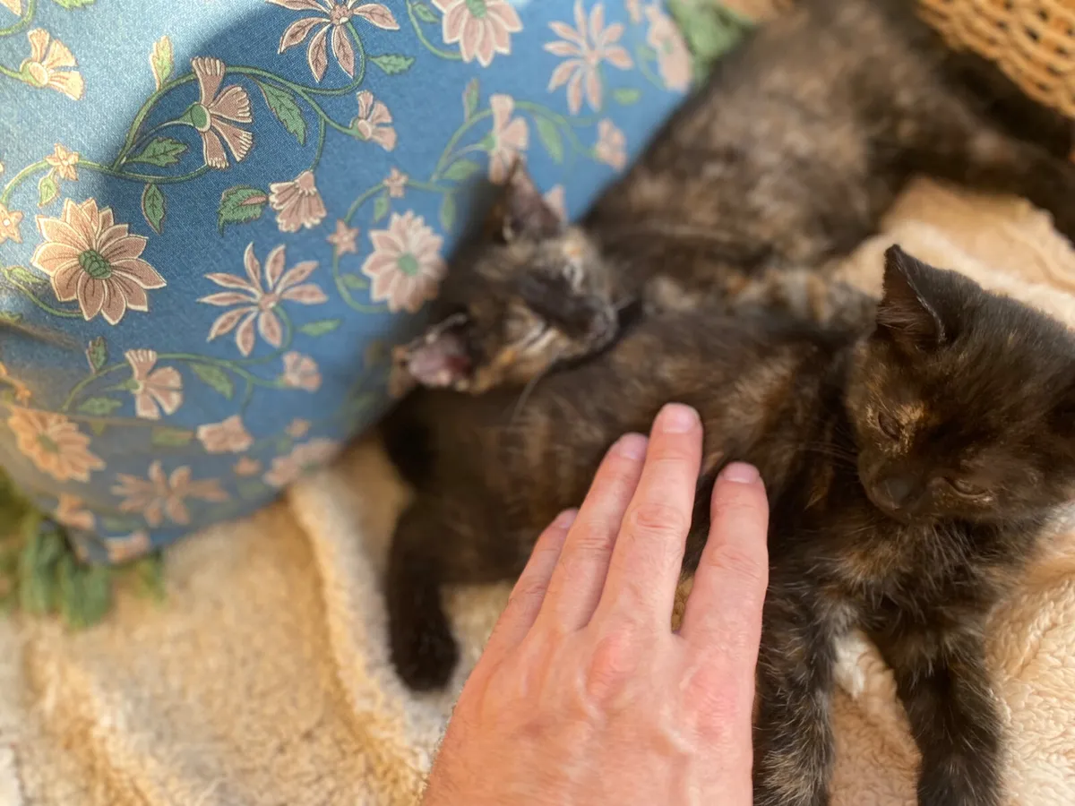 2 Champion Kittens - Image 4