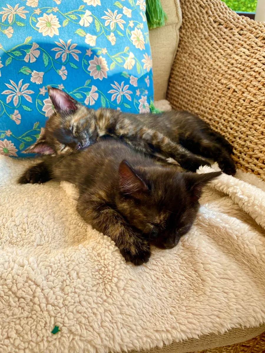 2 Champion Kittens - Image 1