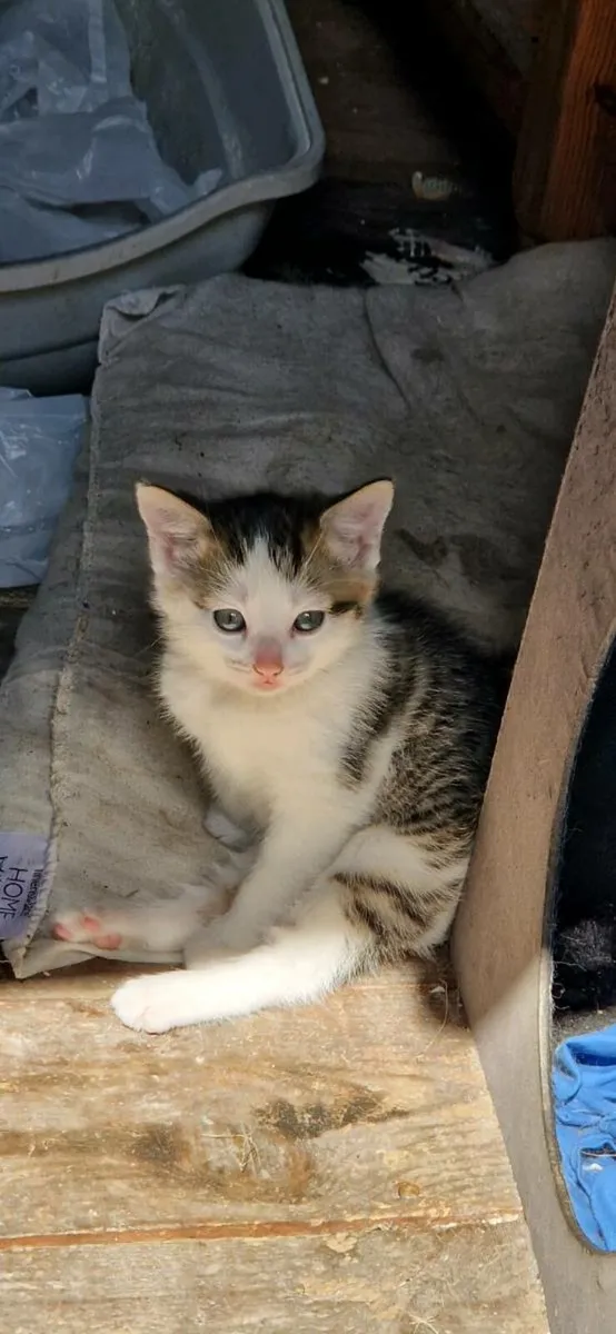 Kittens - Image 2