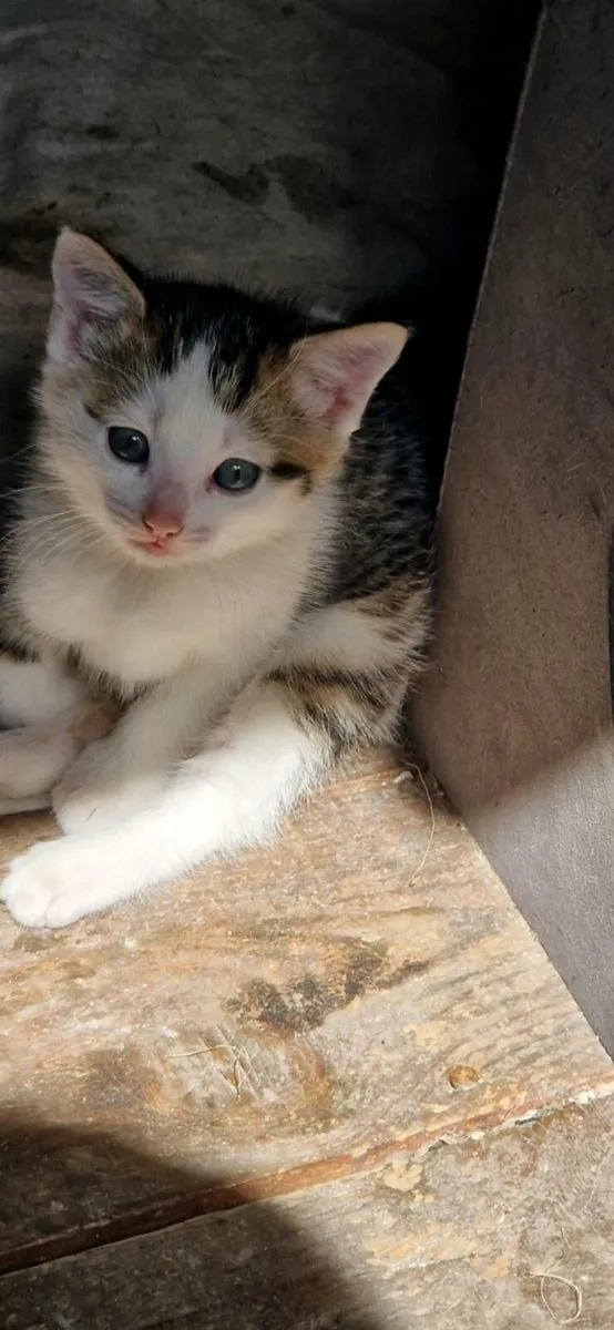 Kittens - Image 3