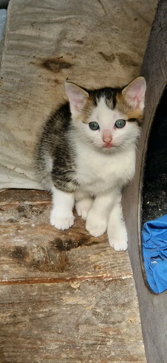 Kittens - Image 4