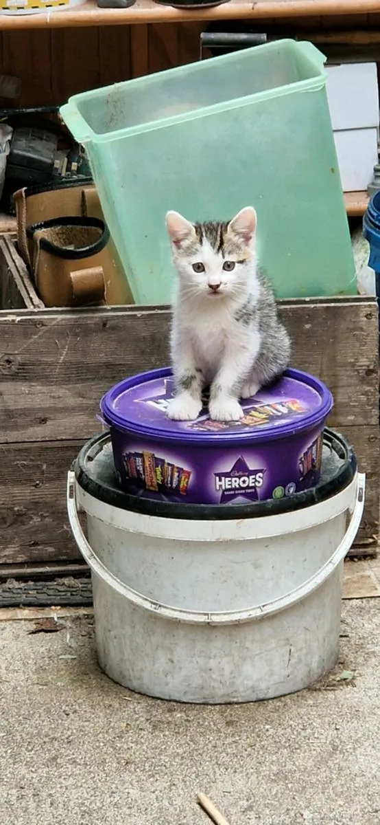 Kittens - Image 1