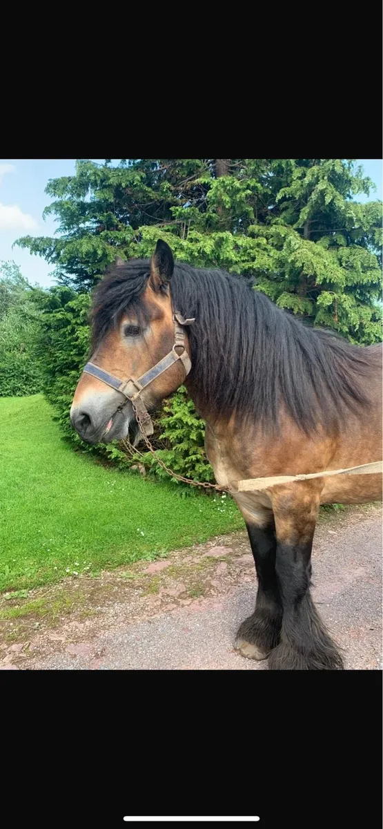15”3 heavy draft Stallion - Image 2