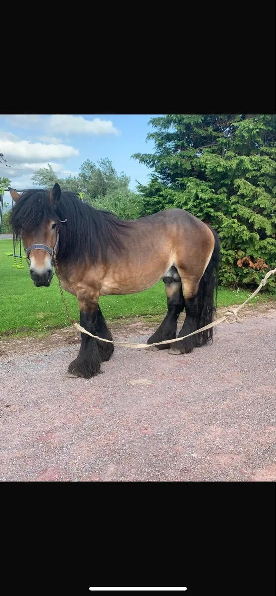 15”3 heavy draft Stallion - Image 3