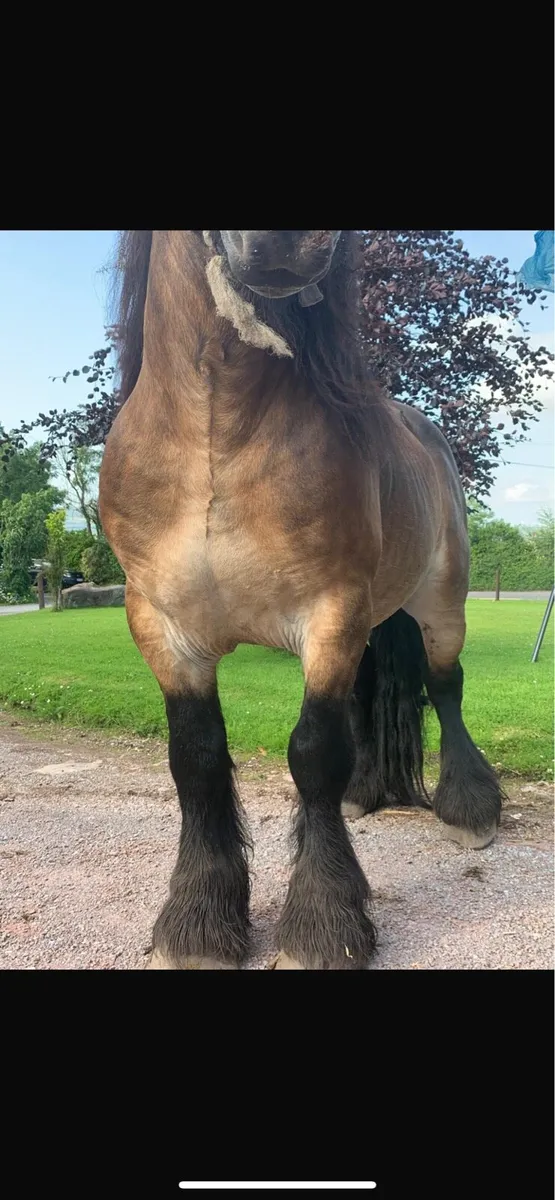 15”3 heavy draft Stallion - Image 4