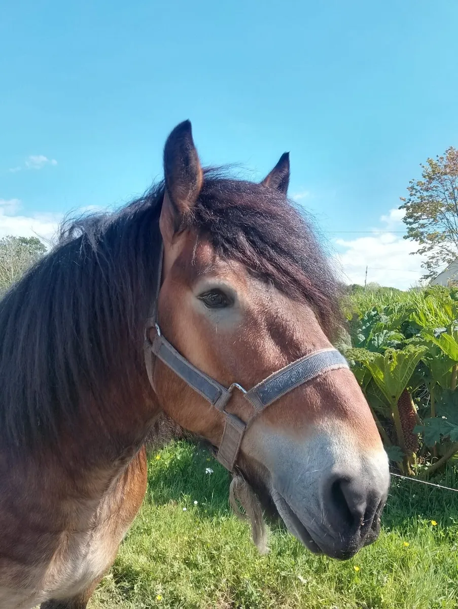 15”3 heavy draft Stallion - Image 1