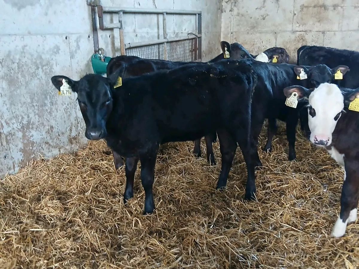 9 Reared Angus Heifer Runners - Image 2