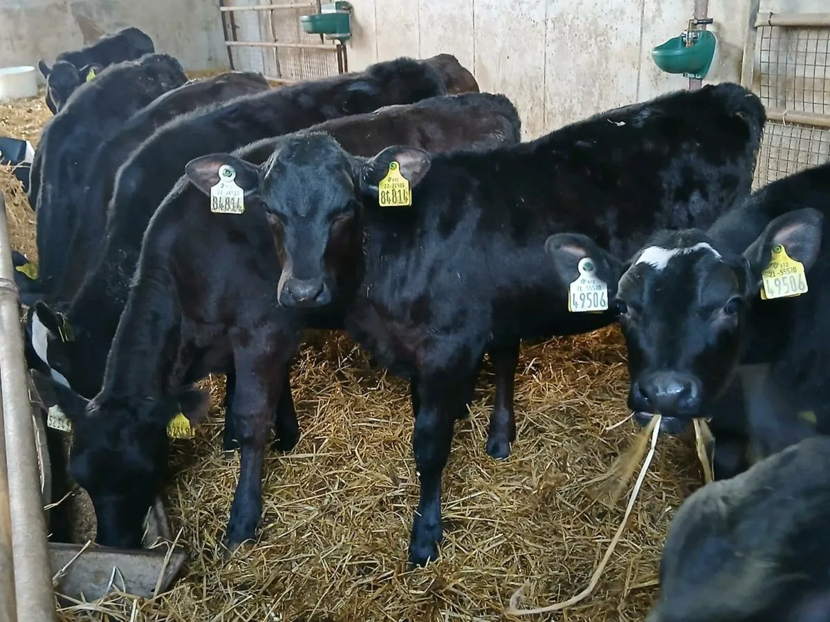 9 Reared Angus Heifer Runners - Image 1