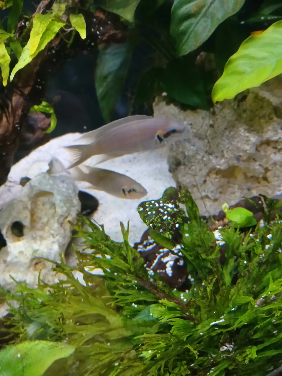 Tanganyika's for sale - Image 2