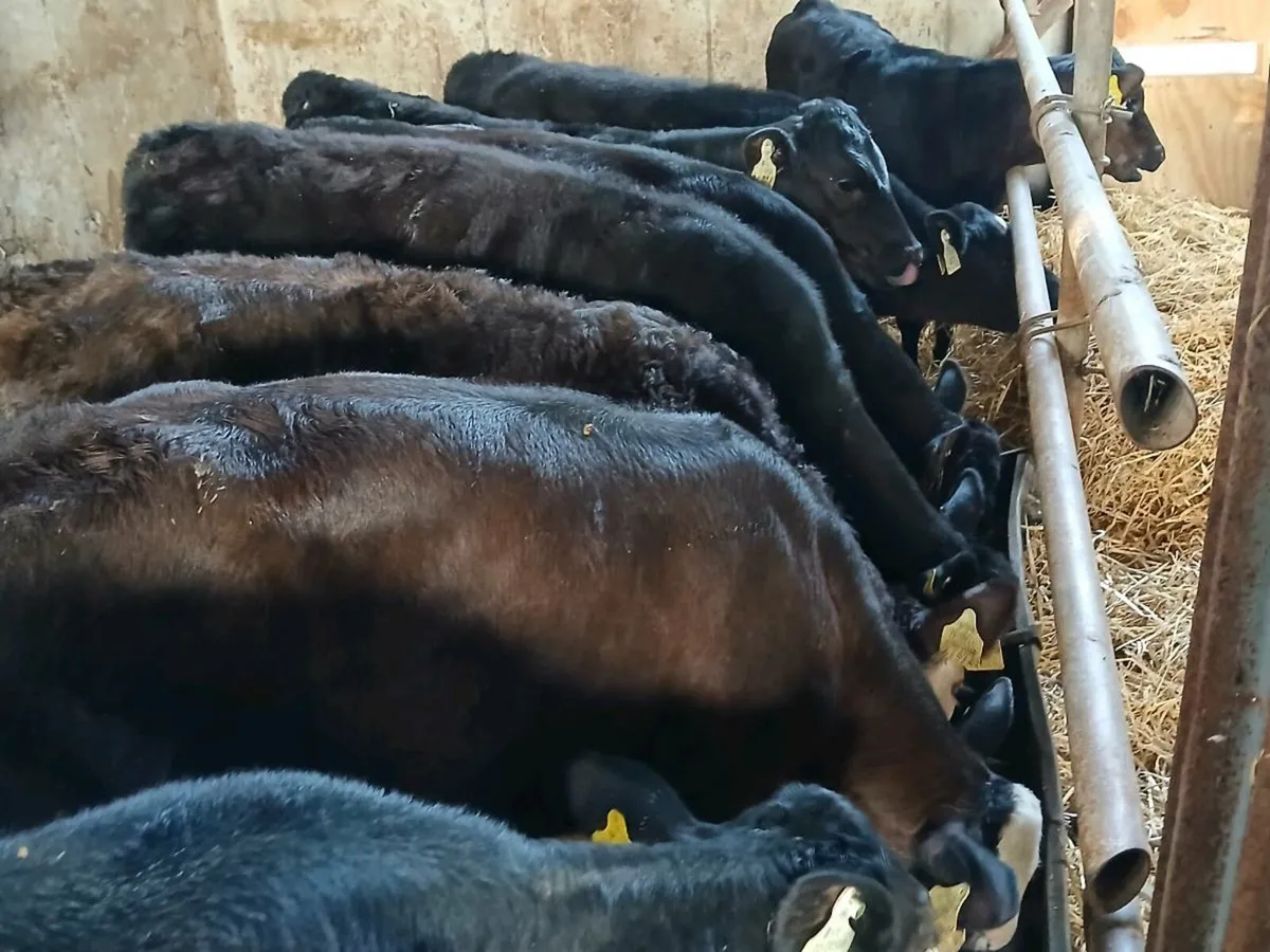 9 Reared Angus Heifer Runners - Image 3