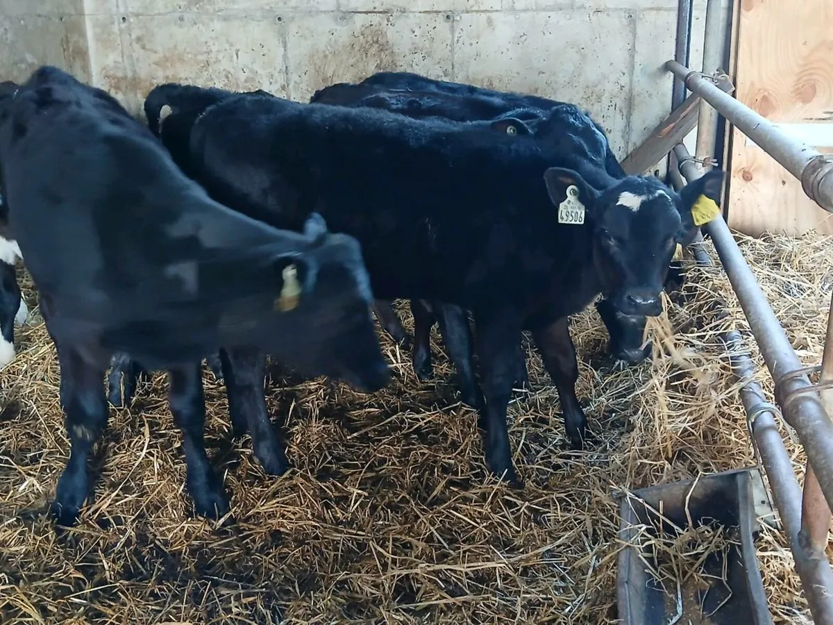 9 Reared Angus Heifer Runners - Image 4