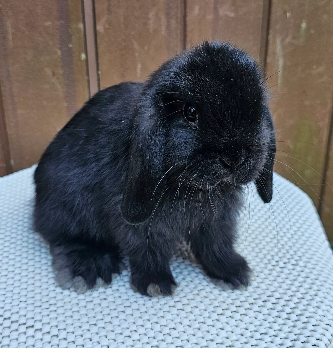 Mini lop baby bunnies - Image 1