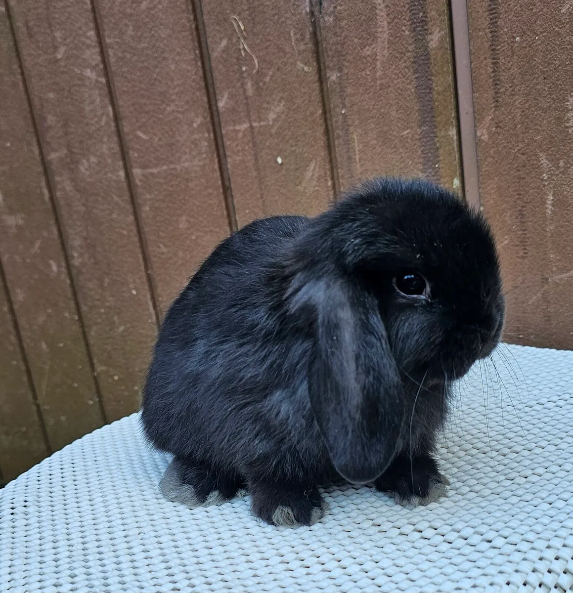 Mini lop baby bunnies - Image 2