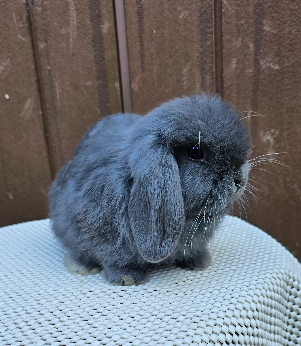 Mini lop baby bunnies - Image 3