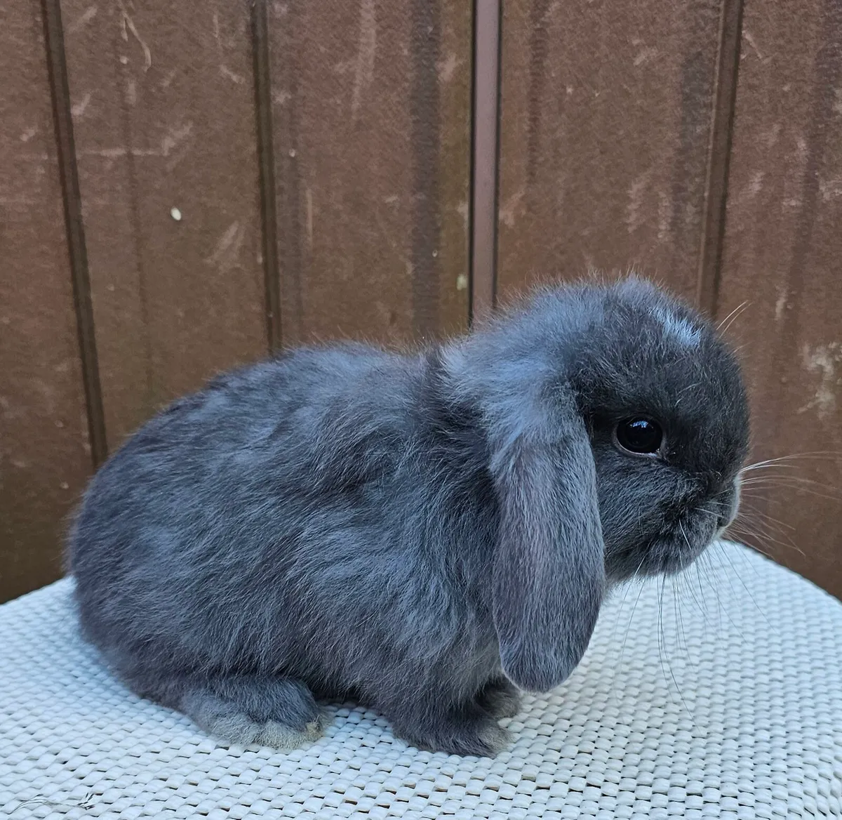 Mini lop baby bunnies - Image 4