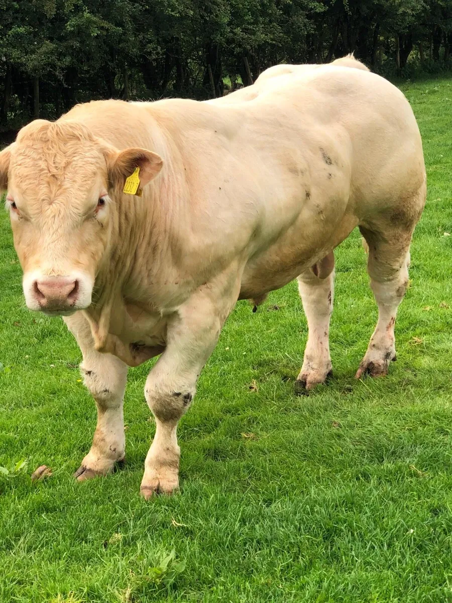 Charolais bull - Image 1