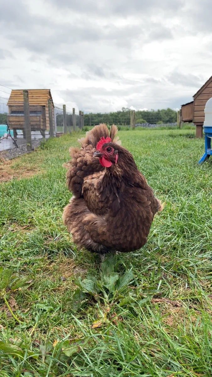 Chickens - Image 1