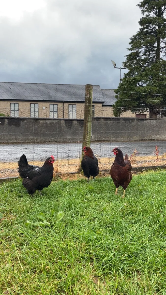 Chickens - Image 2