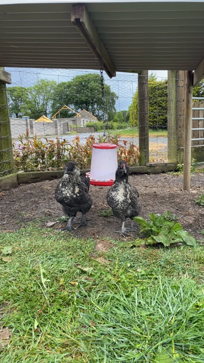 Chickens - Image 3