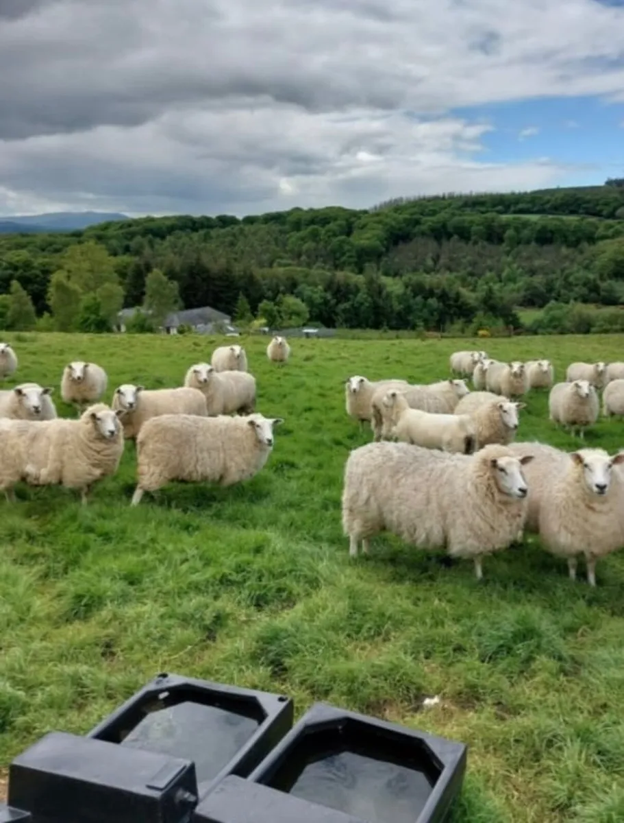 purebred llewn rams