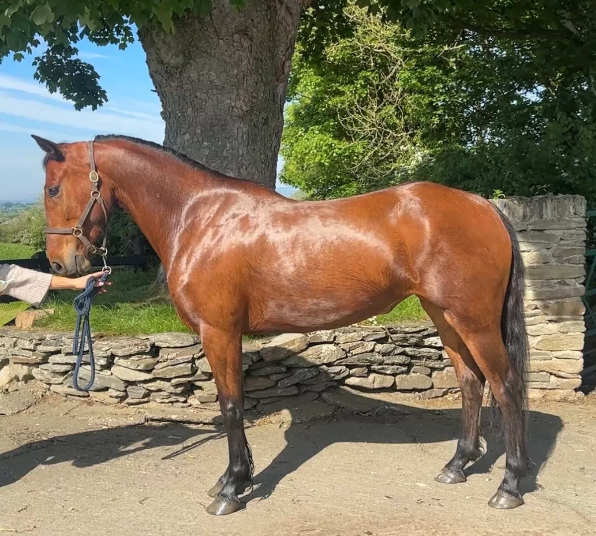 Bay 4 yr old full Connemara mare - Image 1