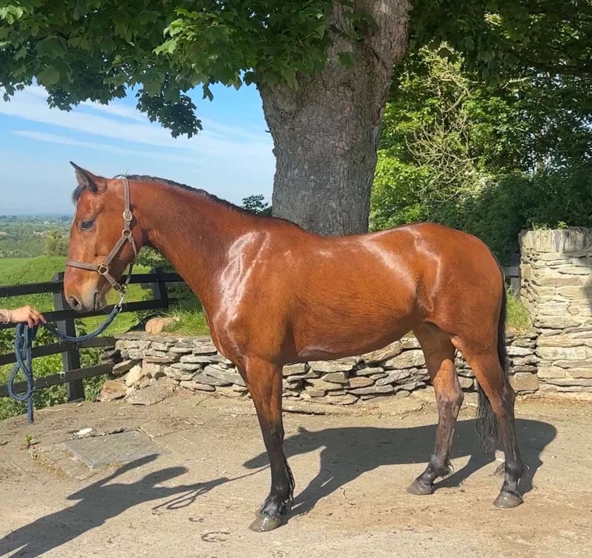 Bay 4 yr old full Connemara mare - Image 2