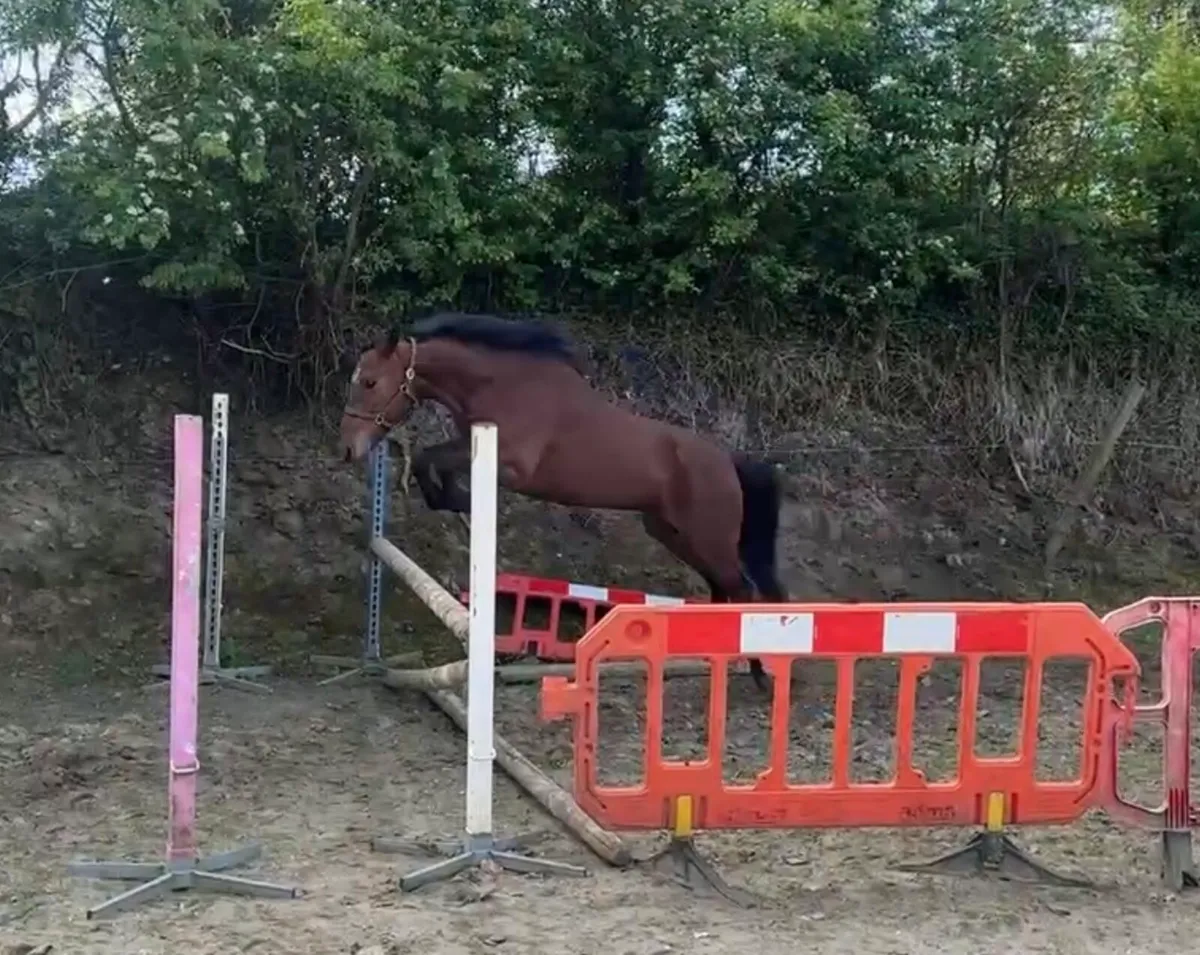 Bay 4 yr old full Connemara mare - Image 3