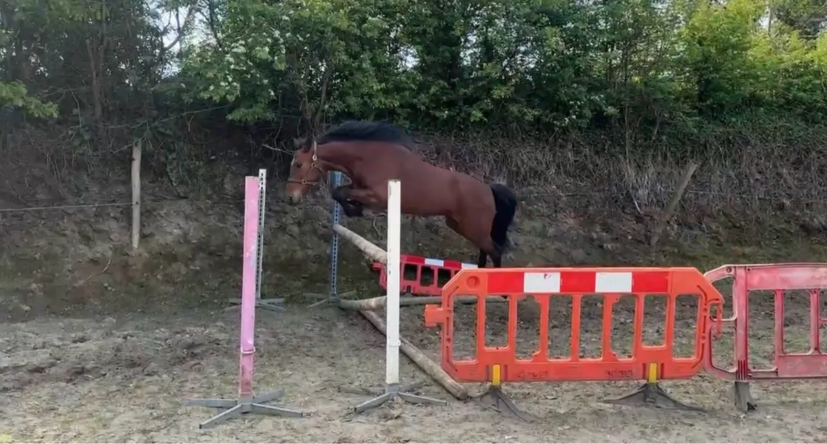 Bay 4 yr old full Connemara mare - Image 4