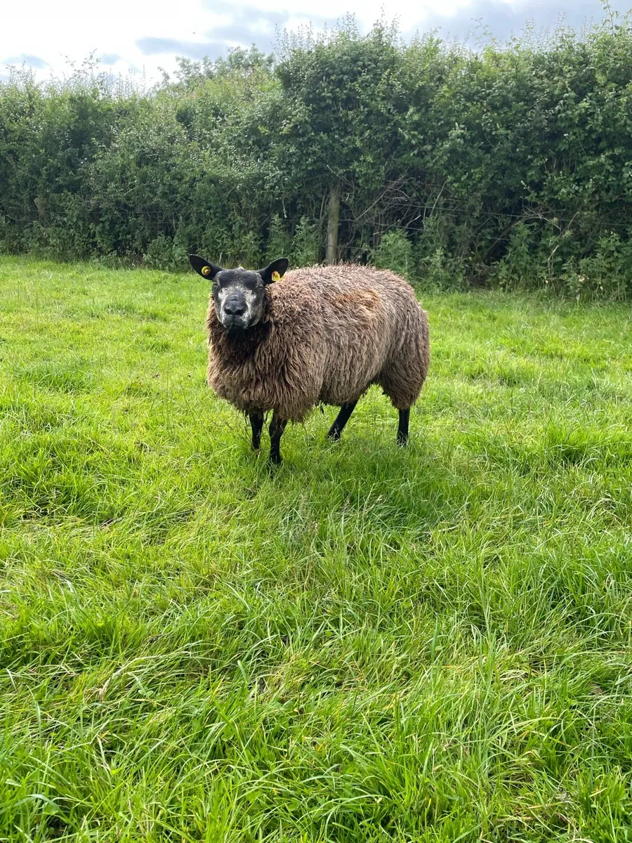 Purebred blue texels - Image 1
