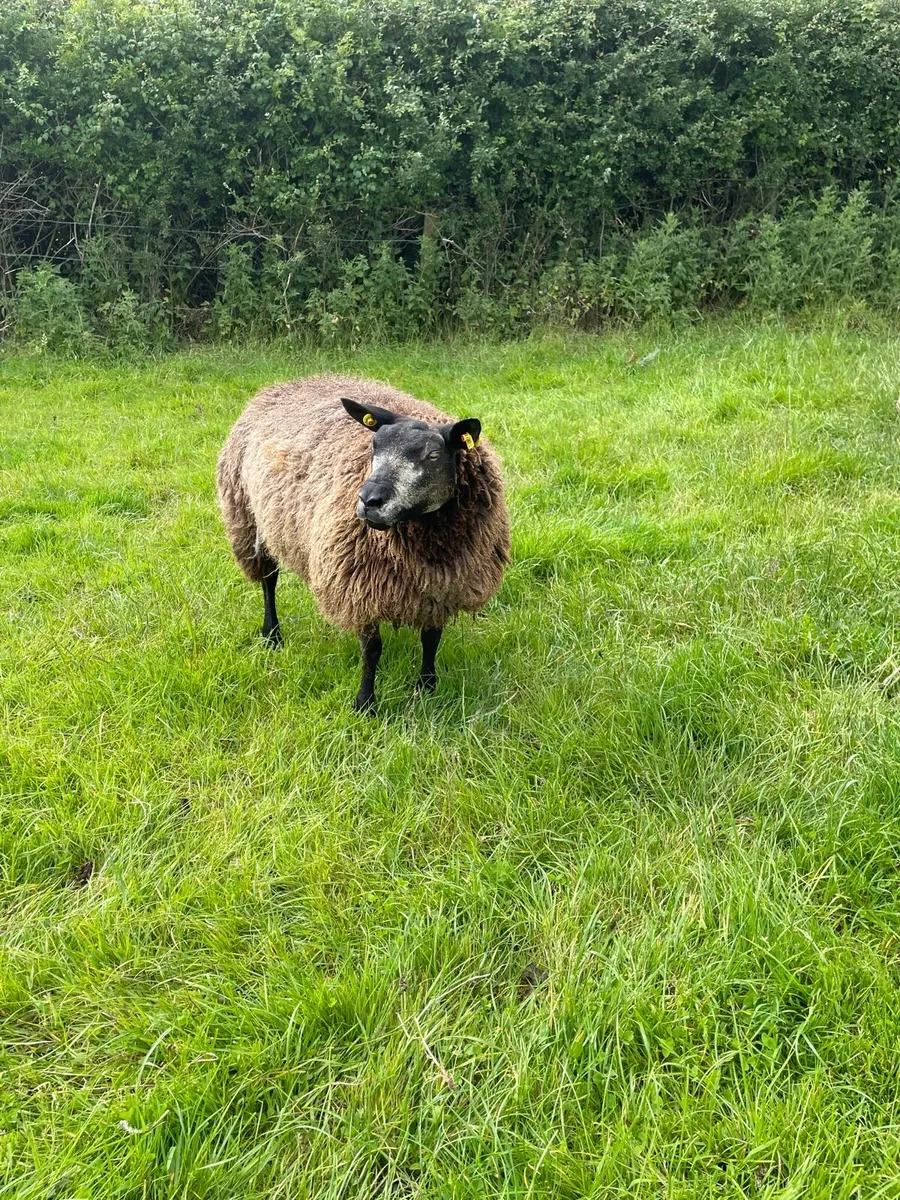 Purebred blue texels - Image 2