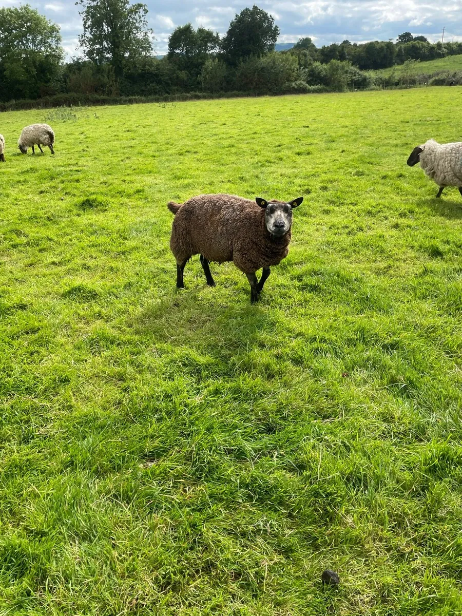 Purebred blue texels - Image 4