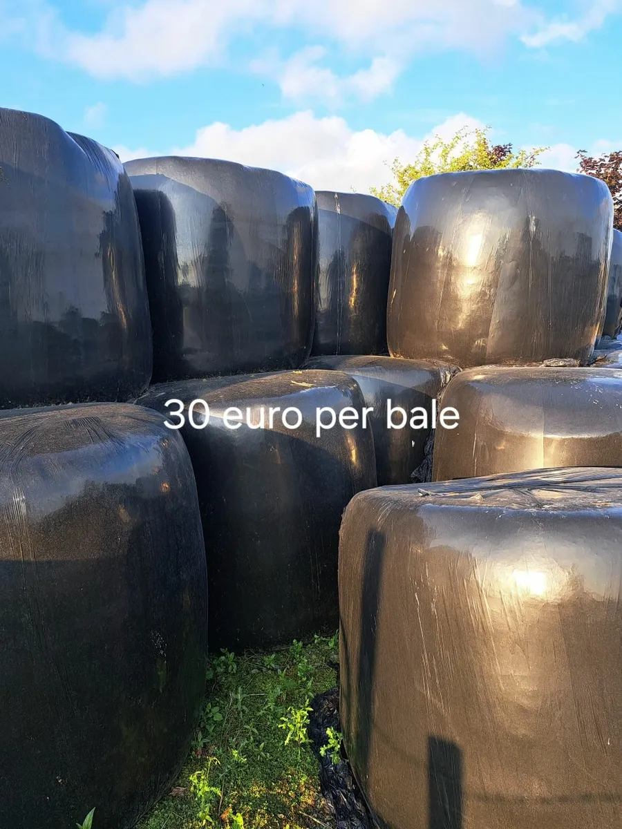 Silage bales - Image 3