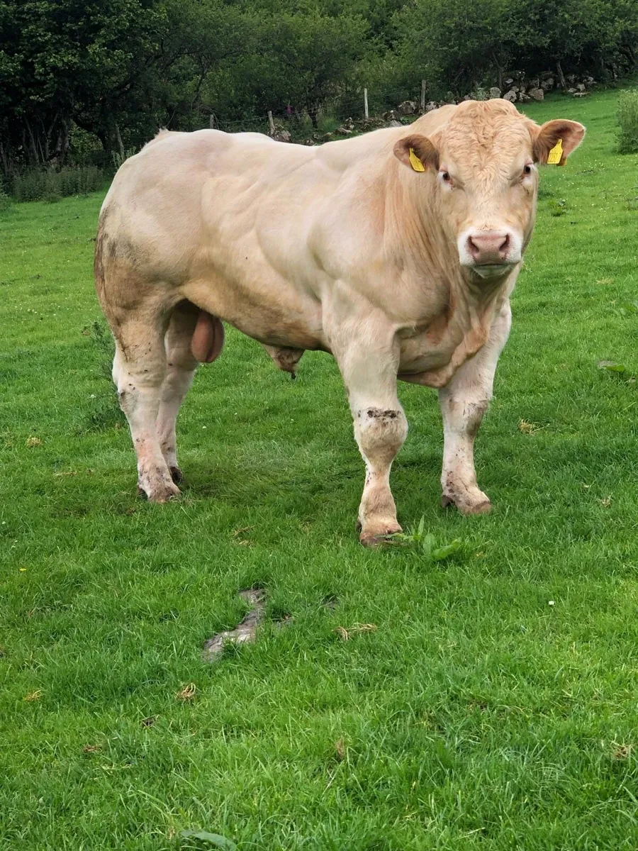 Charolais bull - Image 4