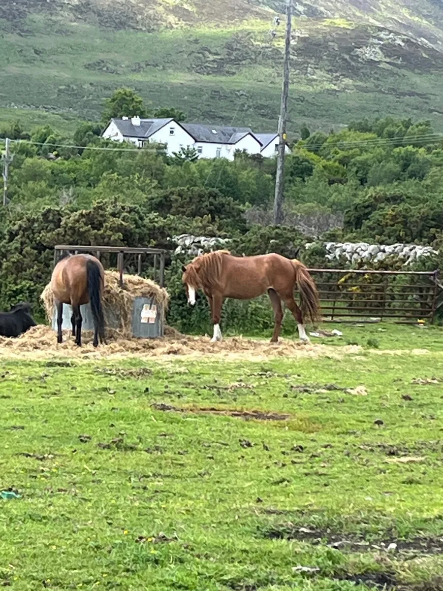 Horse - Image 1