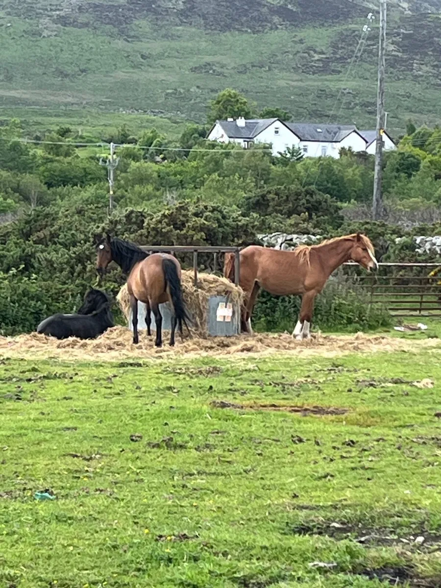 Horse - Image 2