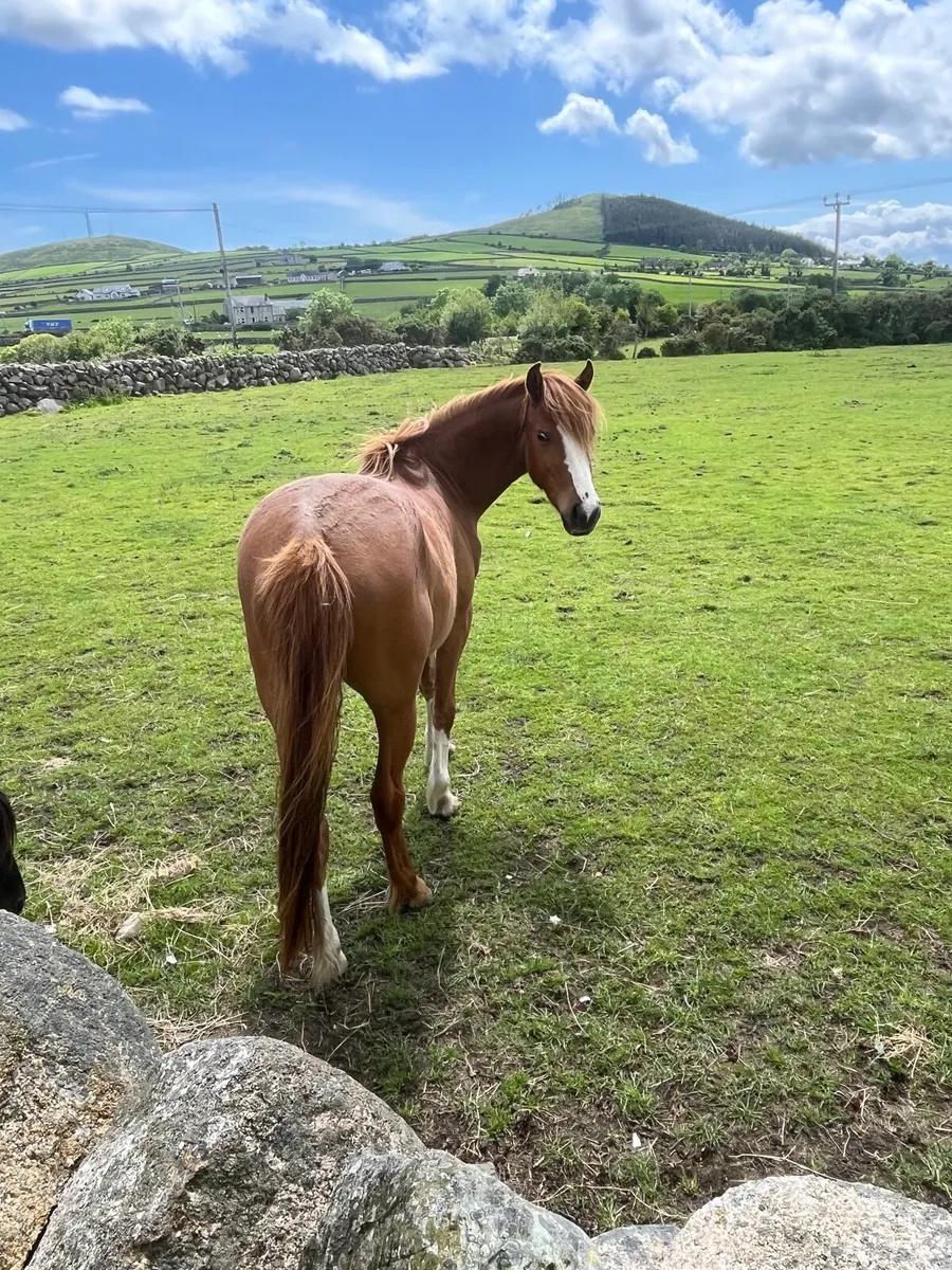 Horse - Image 3