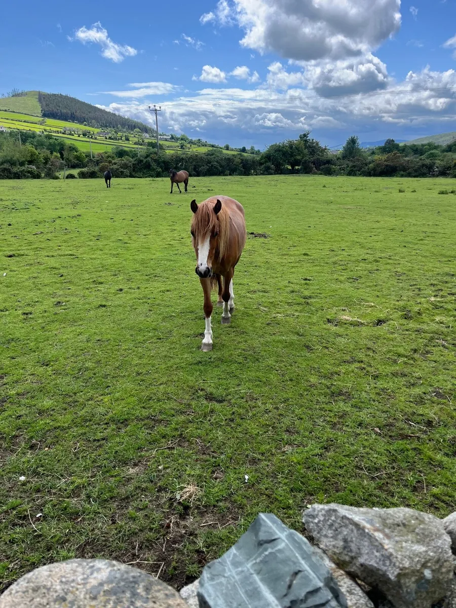 Horse - Image 4