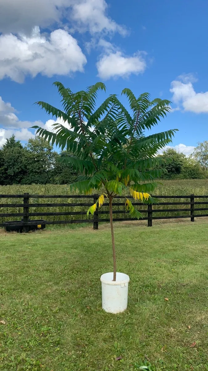 Rhus trees - Image 1