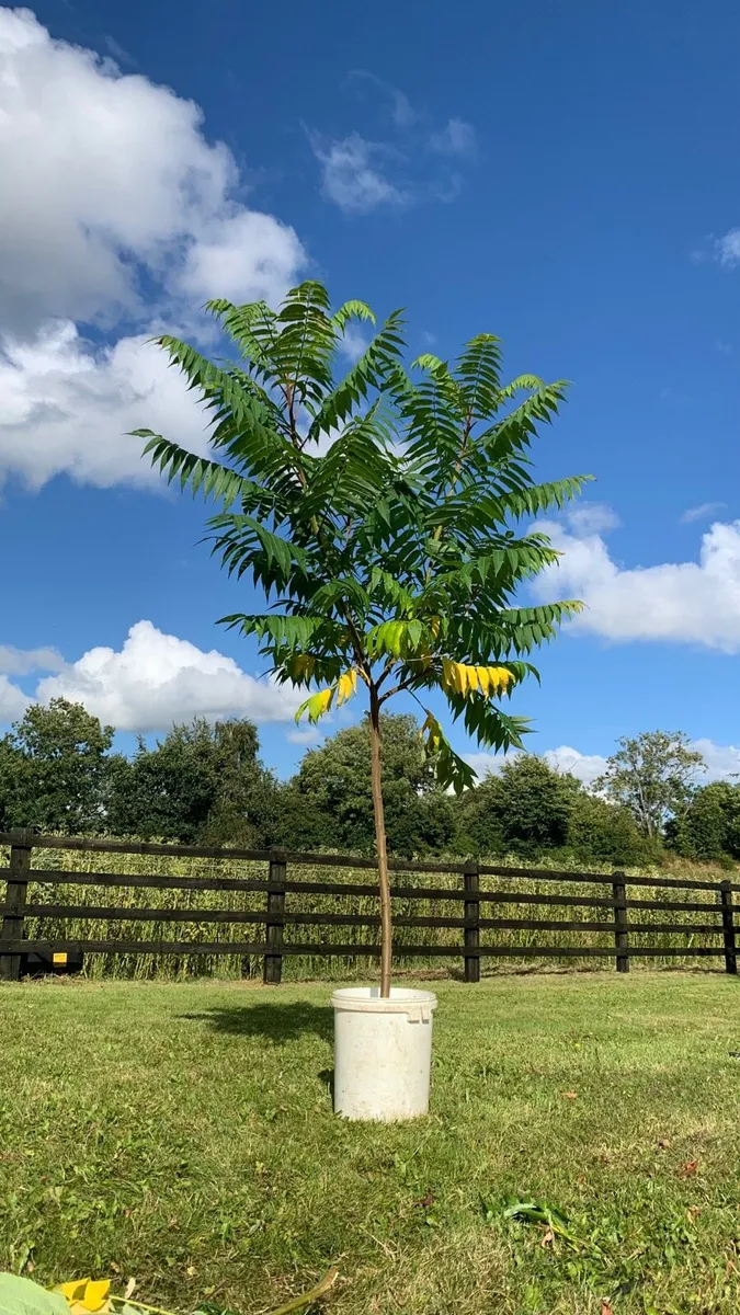 Rhus trees - Image 2